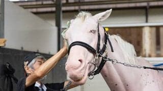 獲得賞金5億円超えの白き女王 4戦無敗の舞台で新たな記録へ挑戦