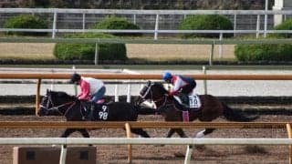 シャマル、チャンピオンズC2週前追い切り速報/栗東トレセンニュース