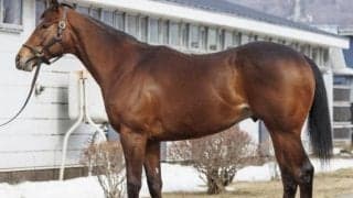 【JRA新馬戦】メールドグラースの半弟ブリックスダールなどがデビュー