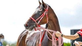 【東スポ杯2歳S予想】過去3年の連対馬から後のGI馬が4頭！ 出世レースとして名高い2歳重賞