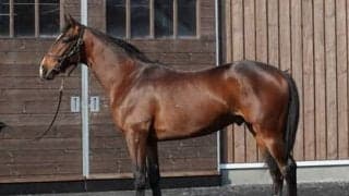 レシステンシアの半弟、ジャスティンボルト。その乗り味のよさにスタッフらが称賛の嵐