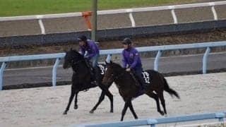 ヴィンセドリスなど、先週のゲート試験/栗東トレセンニュース
