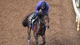 アドマイヤイルなど、先週の入厩情報/栗東トレセンニュース