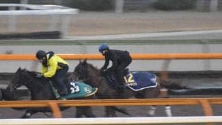 テーオーケインズ、チャンピオンズC1週前追い切り速報/栗東トレセンニュース