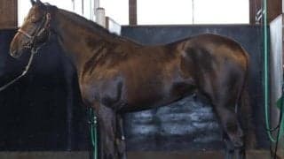 【JRA新馬戦】スターズオンアースの半弟ステラデルシエロなどがデビュー