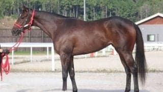 良血オーサムリザルトがデビュー