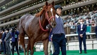  【カトレアS結果】ドレフォン産駒コンティノアールが差し切って2勝目