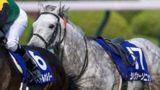 【ステイヤーズS登録馬】シルヴァーソニックなど14頭