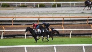 リバティアイランド、阪神JF1週前追い切り速報/栗東トレセンニュース