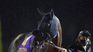 【チャンピオンズC展望】前走で差しに回っていた馬は苦戦傾向