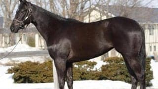 エフフォーリアの半妹ペリファーニアが有馬記念デーにデビュー 兄妹の同日出走実現か