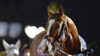 【名古屋グランプリ枠順確定】ペイシャエスは7枠9番、ケイアイパープルは1枠1番