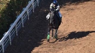 ジャスティンパレスなど、先週の入厩情報/栗東トレセンニュース