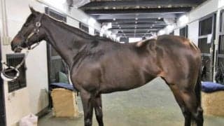 【JRA新馬戦】シーザリオの娘テンペストなどがデビュー