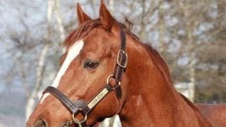 スーパーステションがレックススタッドでお披露目 門別競馬場の絶対王者として君臨