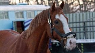 米国3歳牡馬チャンピオンのウィルテイクチャージがダーレー・ジャパンスタリオンコンプレックスに到着