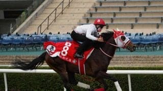 【香港国際競走】日本馬の近況（12月9日）
