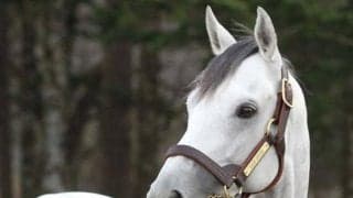 東京大賞典4連覇のオメガパフュームがレックススタッドに到着 来シーズンから種牡馬入り