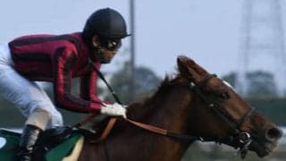 ダート転向を果たした重賞馬が芝重賞に再挑戦