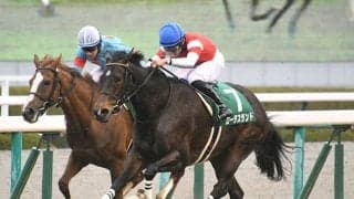 ロータスランドやダイアトニックなど、阪神カップに挑戦