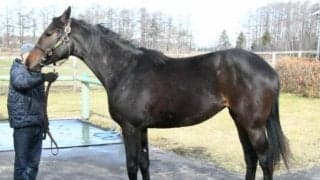 【JRA新馬戦】ダノンスマッシュの全弟ダノンプレジャーなどがデビュー