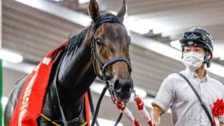 【次走】新潟2歳S覇者キタウイングは状態次第でフェアリーSへ 阪神JFでは14着