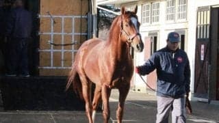 2019年南部杯覇者サンライズノヴァがアロースタッドに到着