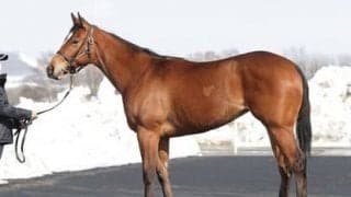 躍進・木村厩舎が送り出す注目の若駒アルメリア。「フットワークが上質」とスタッフ絶賛の逸材