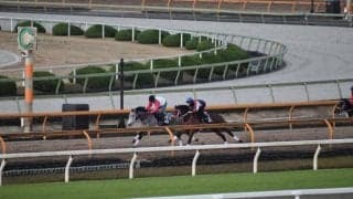 今週出走予定のテリオスカイ 父ミッキーアイル譲りのスピード/関西馬メイクデビュー情報