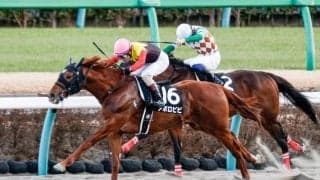 【浦和・ゴールドC枠順】1着賞金3100万円誇る年の瀬のビッグレース 地方転入2戦目を迎えるアポロビビは7枠7番