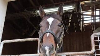 名馬から名種牡馬へ！ 父になったキタサンブラックの次なる夢