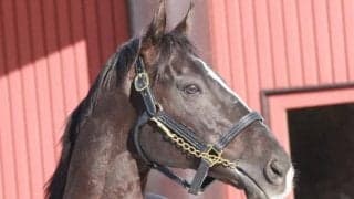 香港ヴァーズ2勝グローリーヴェイズがブリーダーズSSに到着