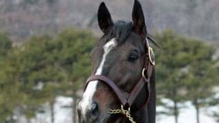 2022年スプリンターズS覇者ジャンダルムがアロースタッドに到着