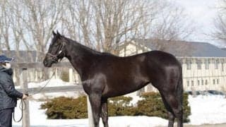 【JRA新馬戦】エフフォーリアの半妹ペリファーニアなどがデビュー