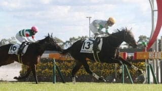 【新馬/中京5R】シャンハイボビー産駒 プウスカンドゥールがデビューV