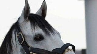 欧州ファーストクロップサイアーランキング1位のカラヴァッジオが新ひだか町に到着