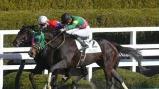 【阪神4R新馬戦結果】タガノチョコラータがロスなく差し切る