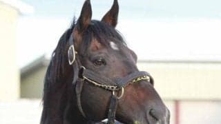 シャトル供用されていたサトノアラジンがニュージーランドから帰国 現地で重賞ウィナーを出し人気種牡馬に