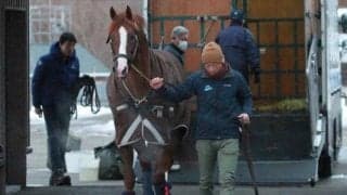 豪州で大ブレイクの種牡馬モーリスが帰国 アドマイヤマーズとともに