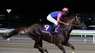 【東京大賞典オッズ】メイショウハリオが2.6倍で1番人気 ウシュバテソーロが続く