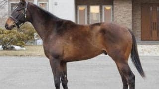 【JRA新馬戦】ラブリーデイの半弟トレチーメなどがデビュー