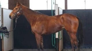 ワールドプレミアら優秀な兄を持つマンデヴィラは「軽いフットワークで走る点がいい」