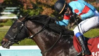 ダイアトニック、キングオブコージ、リンゴアメなどがJRA登録を抹消