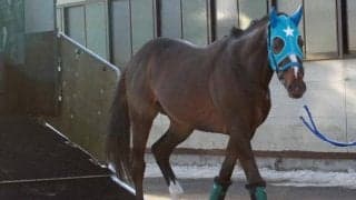 オジュウチョウサンが生まれ故郷の坂東牧場に到着