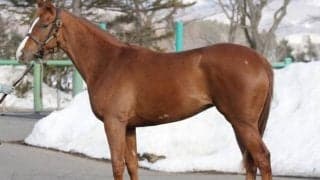 【JRA新馬戦】ヴィブロスの初仔ヴィンセドリスなどがデビュー