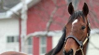 キングオブコージがイーストスタッドに到着