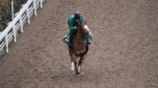 デルマソトガケなど、先週の入厩情報/栗東トレセンニュース