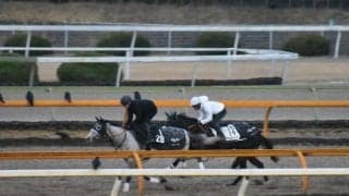 ナムラクレア、シルクロードS1週前追い切り速報/栗東トレセンニュース