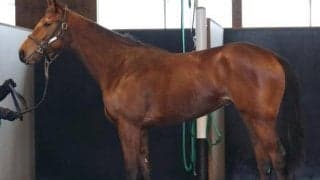 【JRA新馬戦】ヴェルトライゼンデの半妹マンデヴィラなどがデビュー