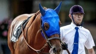 【根岸S】レモンポップ、カジノフォンテンらが登録